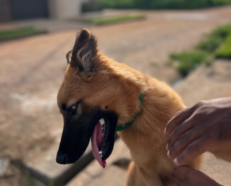 O sistema vai reunir informações sobre os proprietários e os pets / imagem: Pedro Silva - Sempre Mais