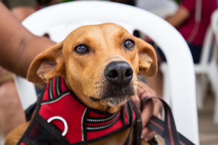 A lei também proíbe o abandono de animais em áreas públicas ou privadas / imagem: divulgação