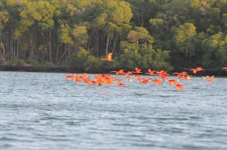 Revoada dos guarás, no Delta do Parnaíba / imagem: divulgação
